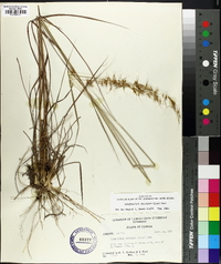 Sorghastrum secundum image