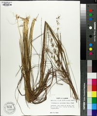 Sorghastrum secundum image