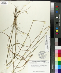 Sorghastrum elliottii image