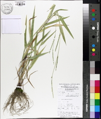 Urochloa platyphylla image