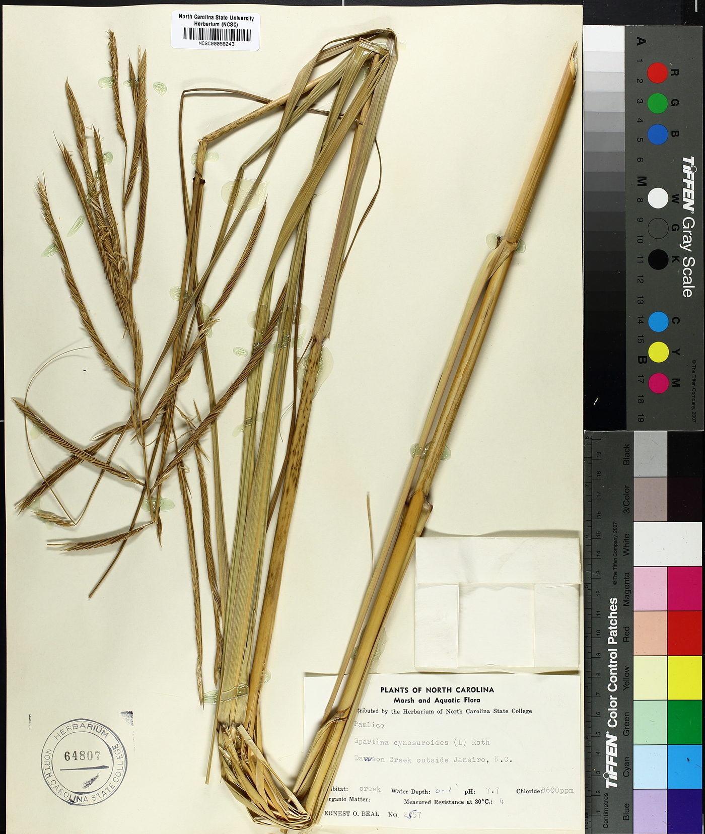 Spartina cynosuroides image