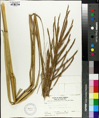 Spartina cynosuroides image