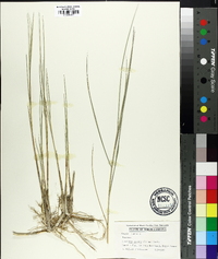 Spartina patens image