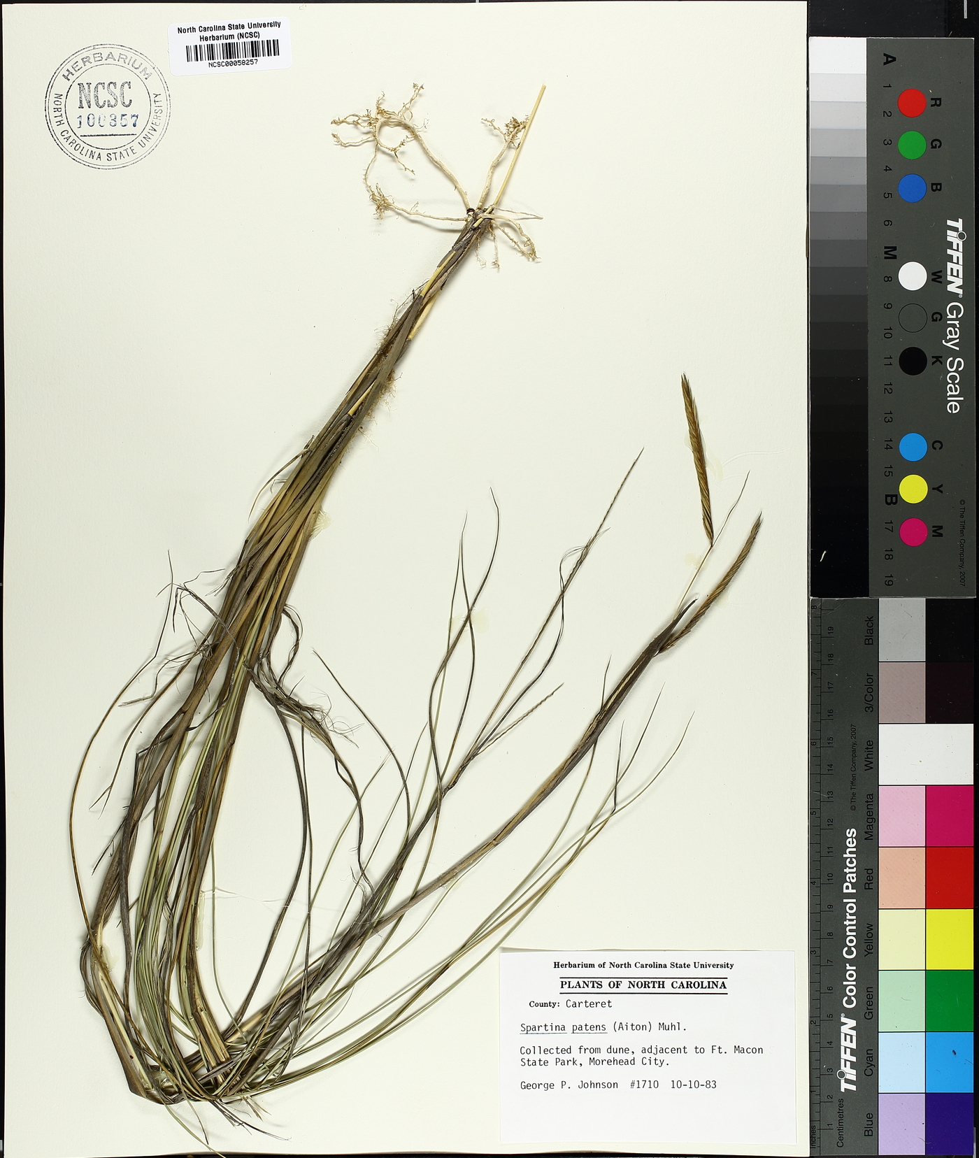 Spartina patens image