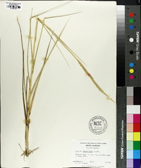 Spartina alterniflora image