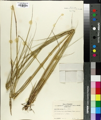 Spartina patens image