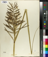 Spartina cynosuroides image