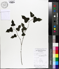 Smilax tamnoides image