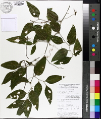 Smilax smallii image