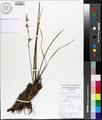 Pleea tenuifolia image