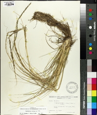 Sporobolus indicus image