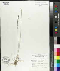 Sporobolus indicus image