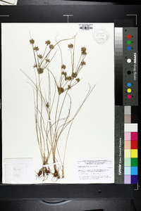 Cyperus grayi image