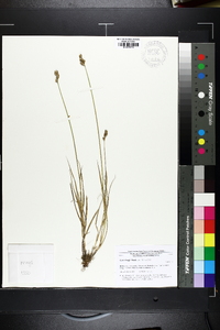 Carex longii image