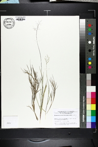 Dichanthelium aciculare var. ramosum image