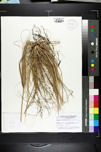 Eragrostis curvula image