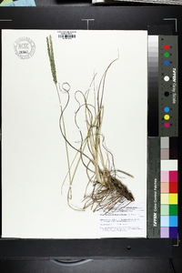 Paspalum notatum image