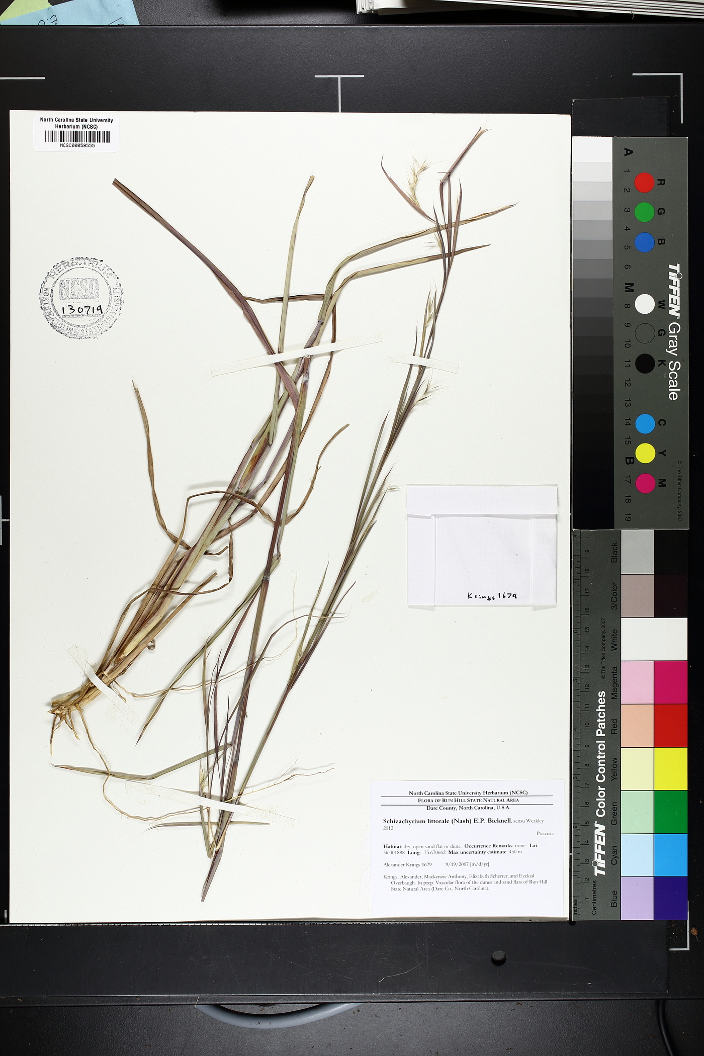 Schizachyrium littorale image