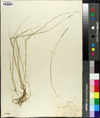 Muhlenbergia richardsonis image