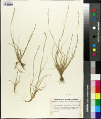 Sporobolus vaginiflorus image
