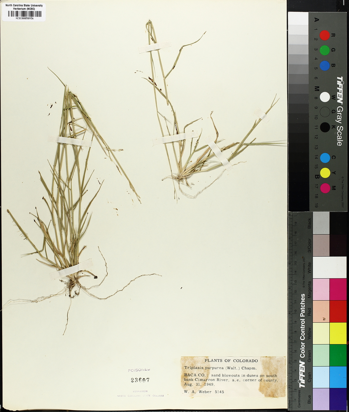 Triplasis purpurea image