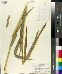 Tripsacum dactyloides image