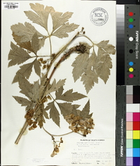 Image of Aconitum pulcherrimum