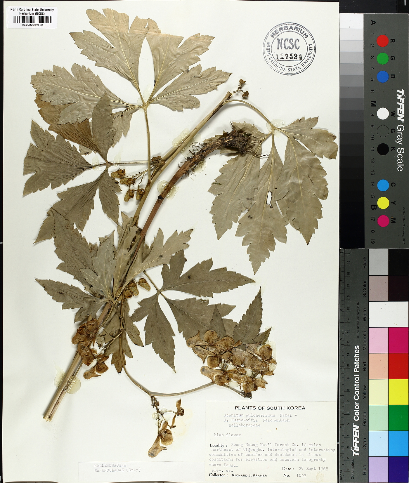 Aconitum pulcherrimum image