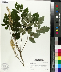 Actaea alba image