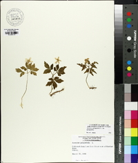 Anemone quinquefolia image