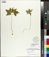 Anemone quinquefolia image