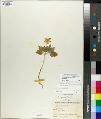 Anemone quinquefolia image