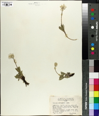 Anemone lithophila image
