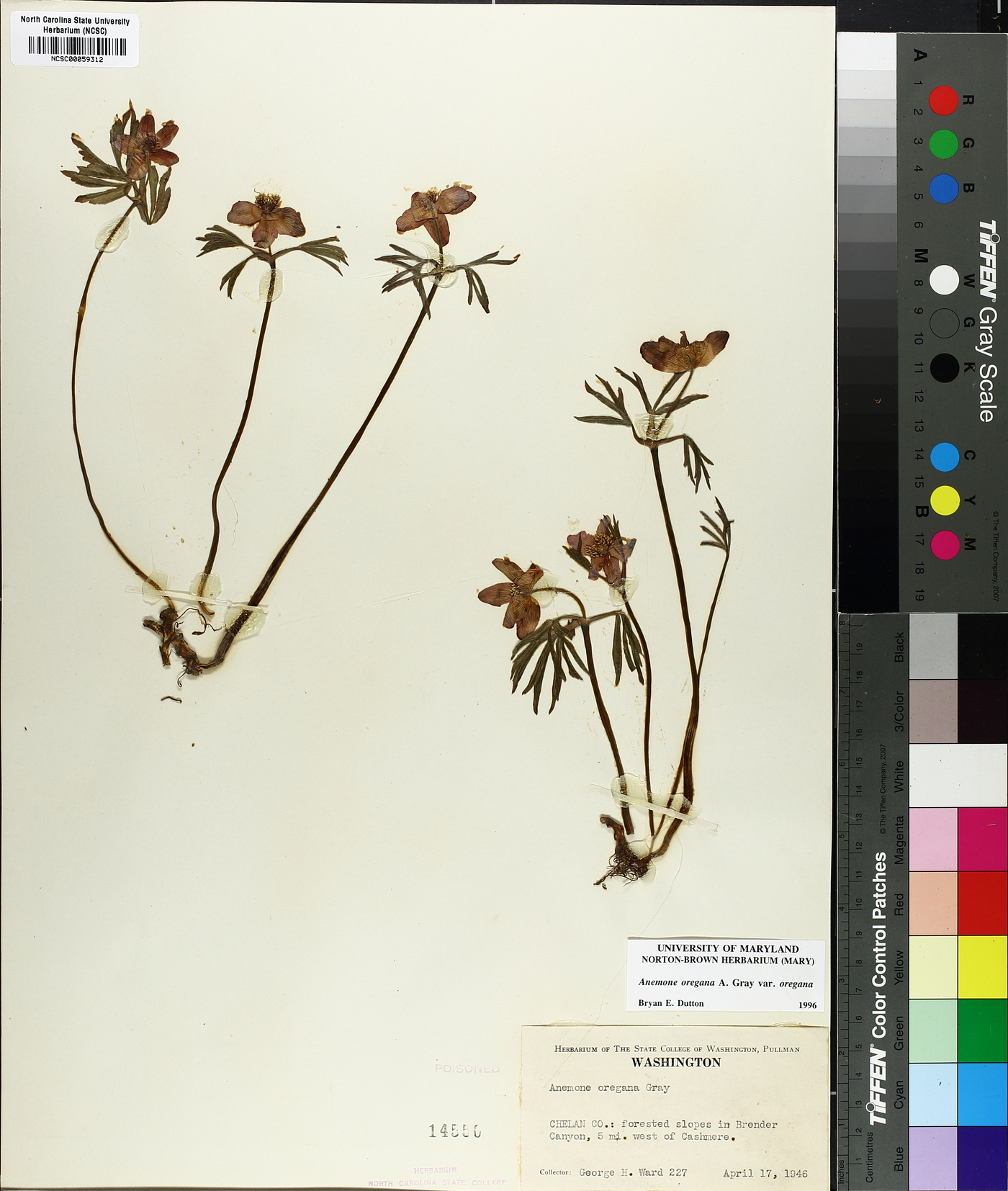 Anemone oregana image