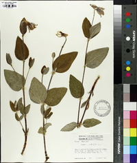 Clematis ochroleuca image