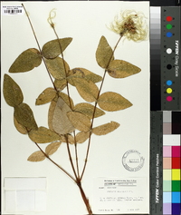 Clematis ochroleuca image