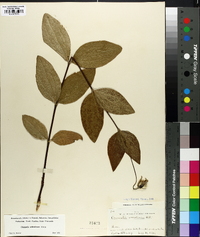 Clematis ochroleuca image