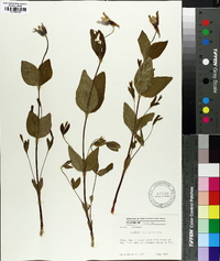 Clematis ochroleuca image