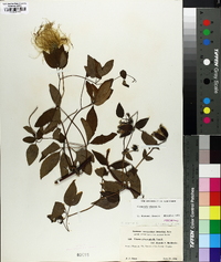 Clematis viorna image