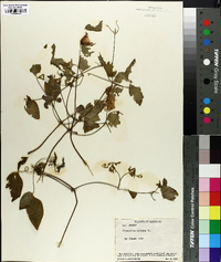 Clematis crispa image
