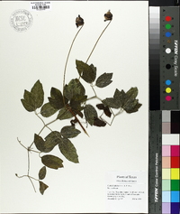 Clematis pitcheri image