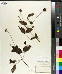 Clematis pitcheri image