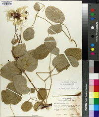 Clematis versicolor image