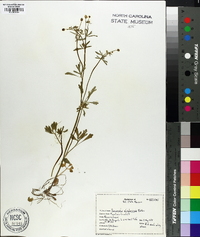 Ranunculus allegheniensis image