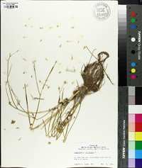 Ranunculus bulbosus image