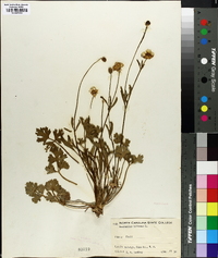 Ranunculus bulbosus image