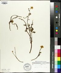 Ranunculus repens image