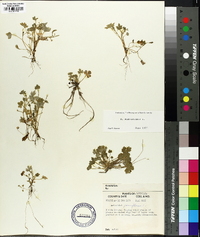 Ranunculus parviflorus image