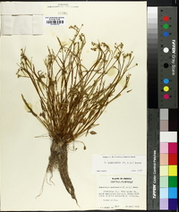 Ranunculus laxicaulis image