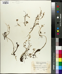 Ranunculus natans image